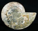 Inch Ammonite (Half) - Crystal Chambers #3757-1